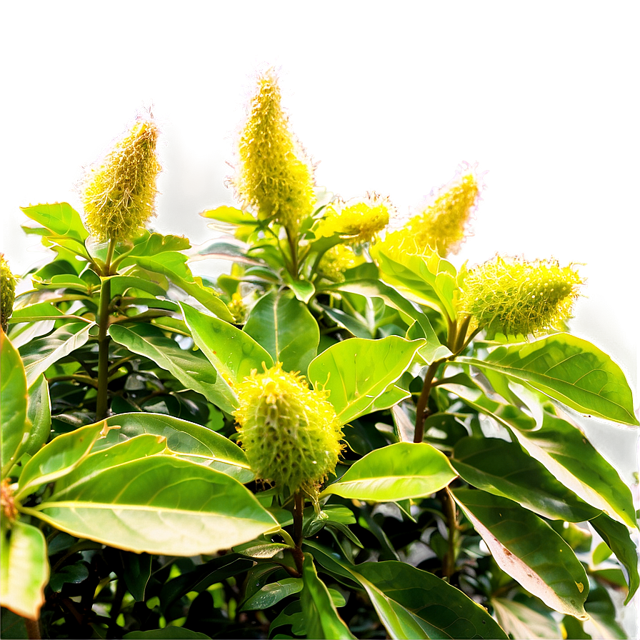 Moisture Loving Shrubs Png Mnv81 PNG Image