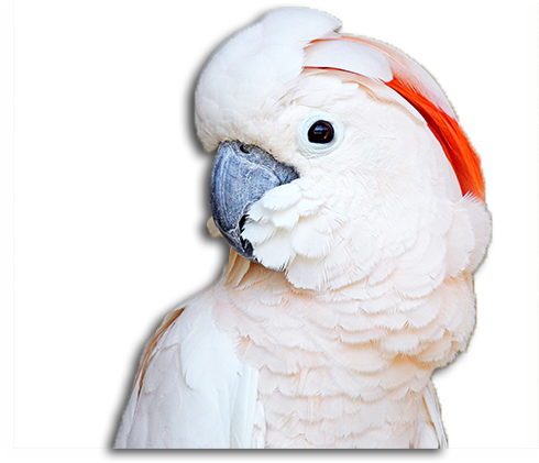 Moluccan Cockatoo Profile PNG Image