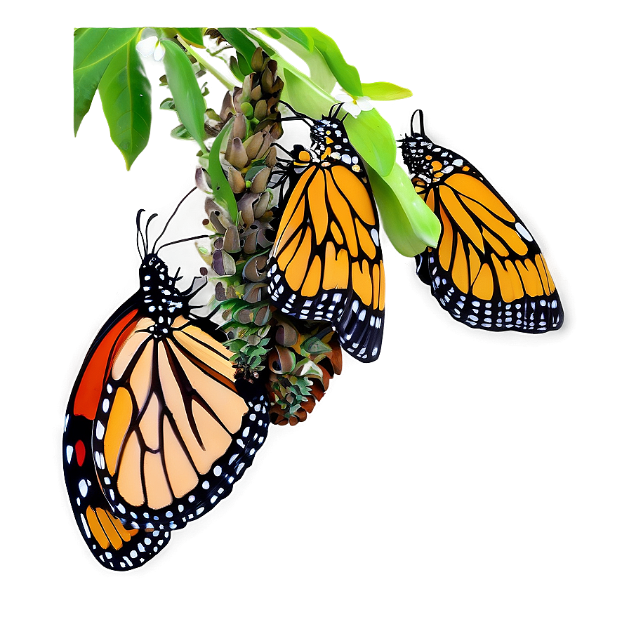 Monarch Butterflies Cluster Png Hrn PNG Image