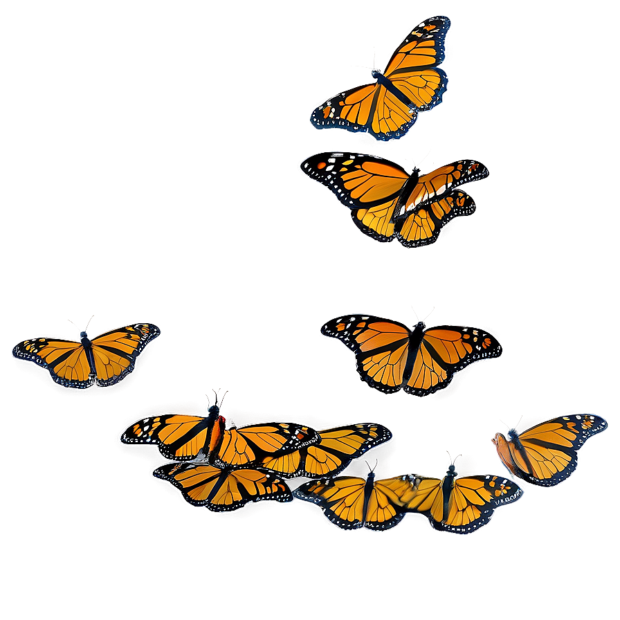 Monarch Butterflies Landing Png Fmq PNG Image