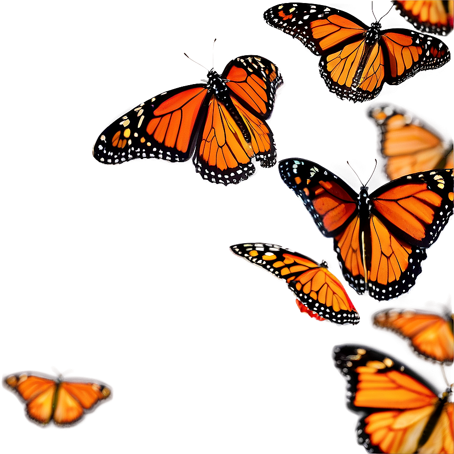 Monarch Butterflies Swarming Png 06252024 PNG Image