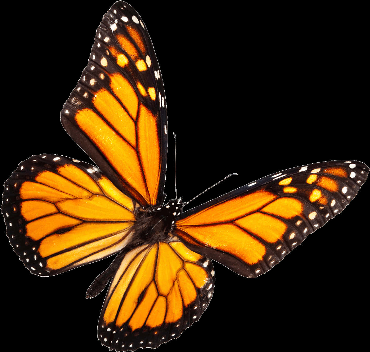 Monarch Butterfly Black Background PNG Image