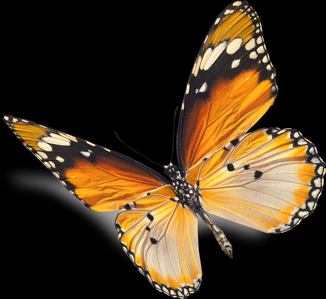 Monarch Butterfly Black Background PNG Image