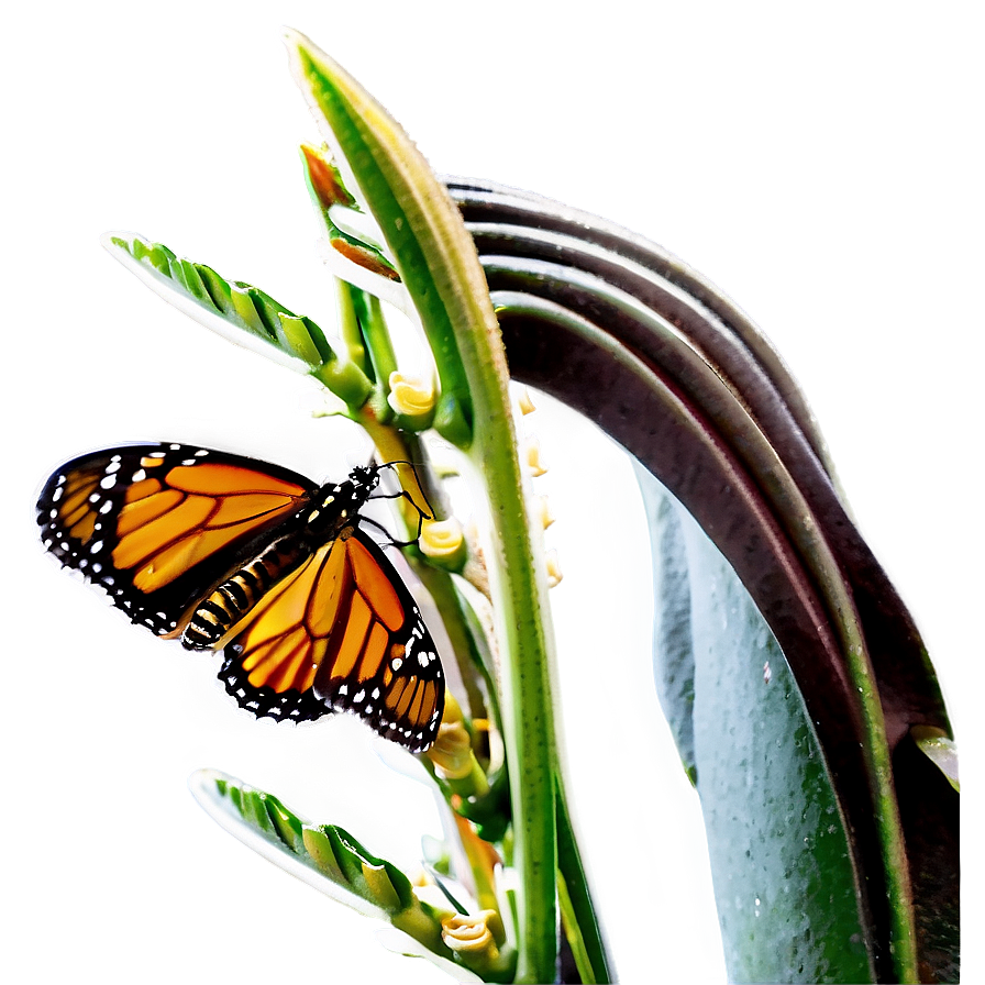 Monarch Butterfly Feeding Png 05252024 PNG Image