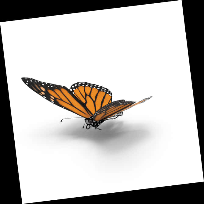 Monarch Butterfly Graceful Pose PNG Image