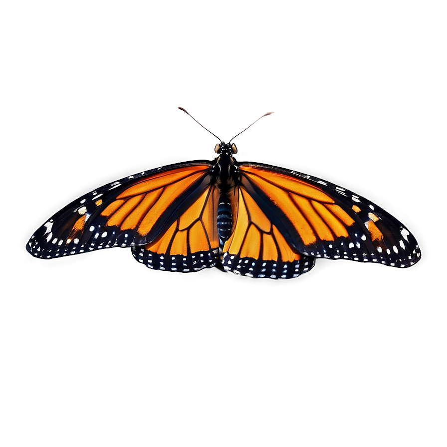 Monarch Butterfly Landing Png Dam PNG Image