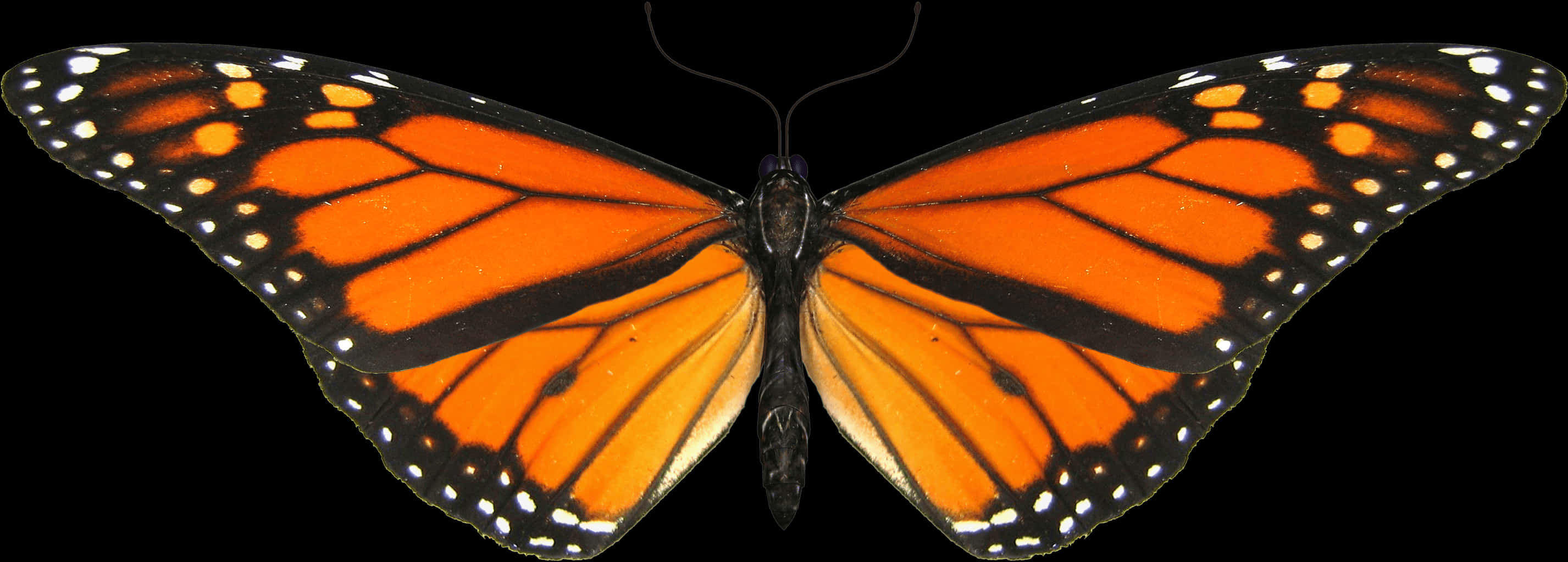 Monarch Butterfly Spread Wings PNG Image