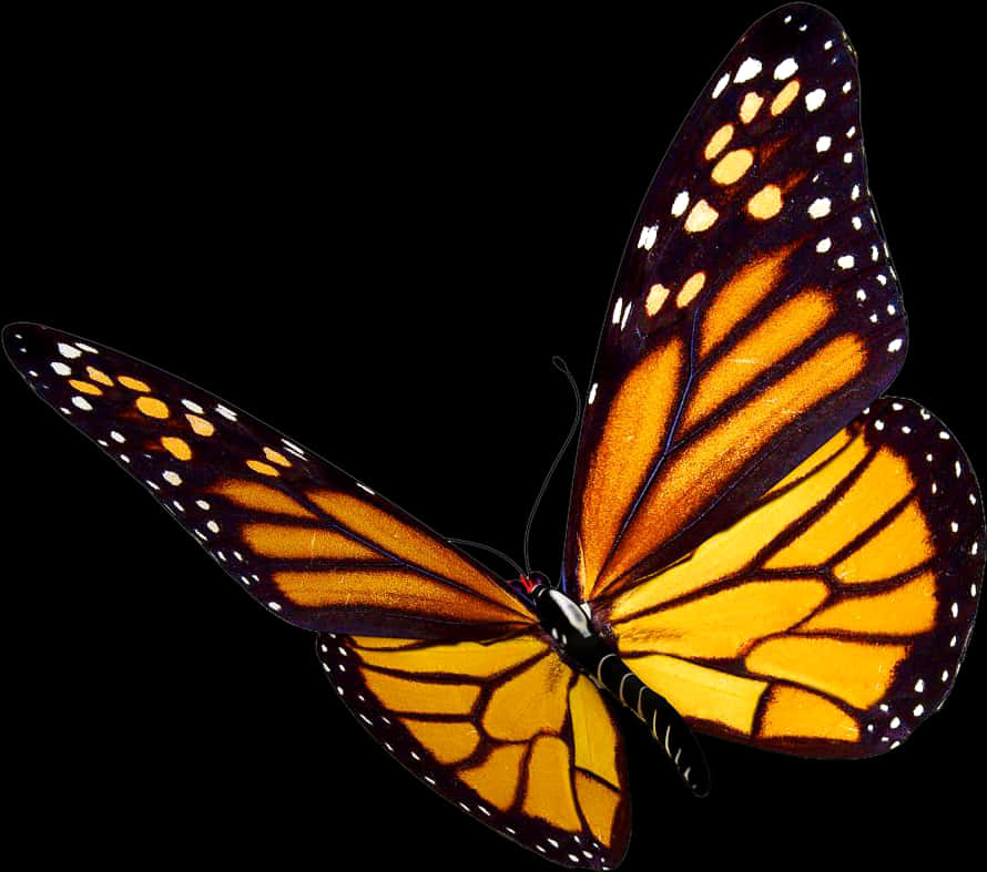 Monarch Butterfly Transparent Background PNG Image