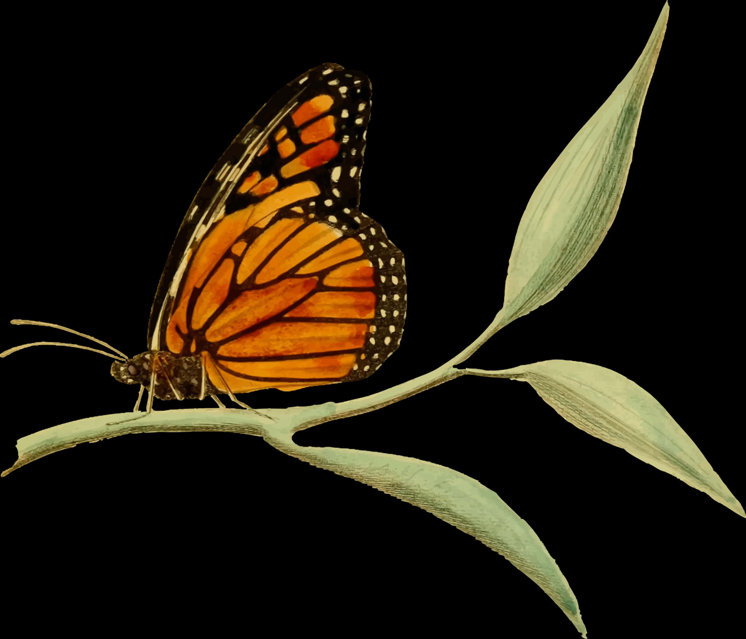 Monarch Butterflyon Plant Illustration PNG Image