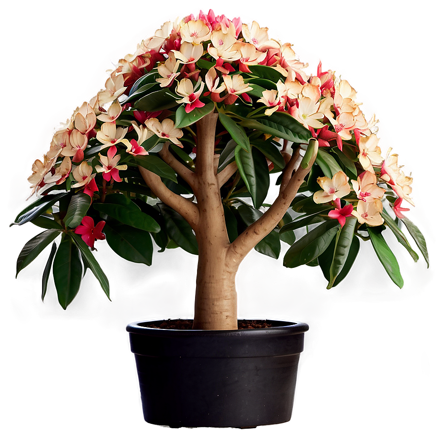 Money Tree In Bloom Png 06272024 PNG Image