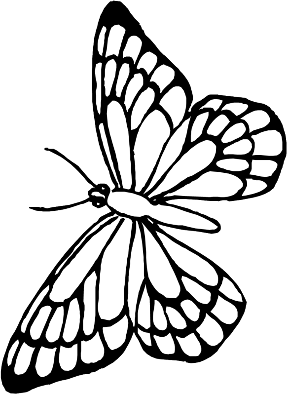 Monochrome Butterfly Illustration PNG Image