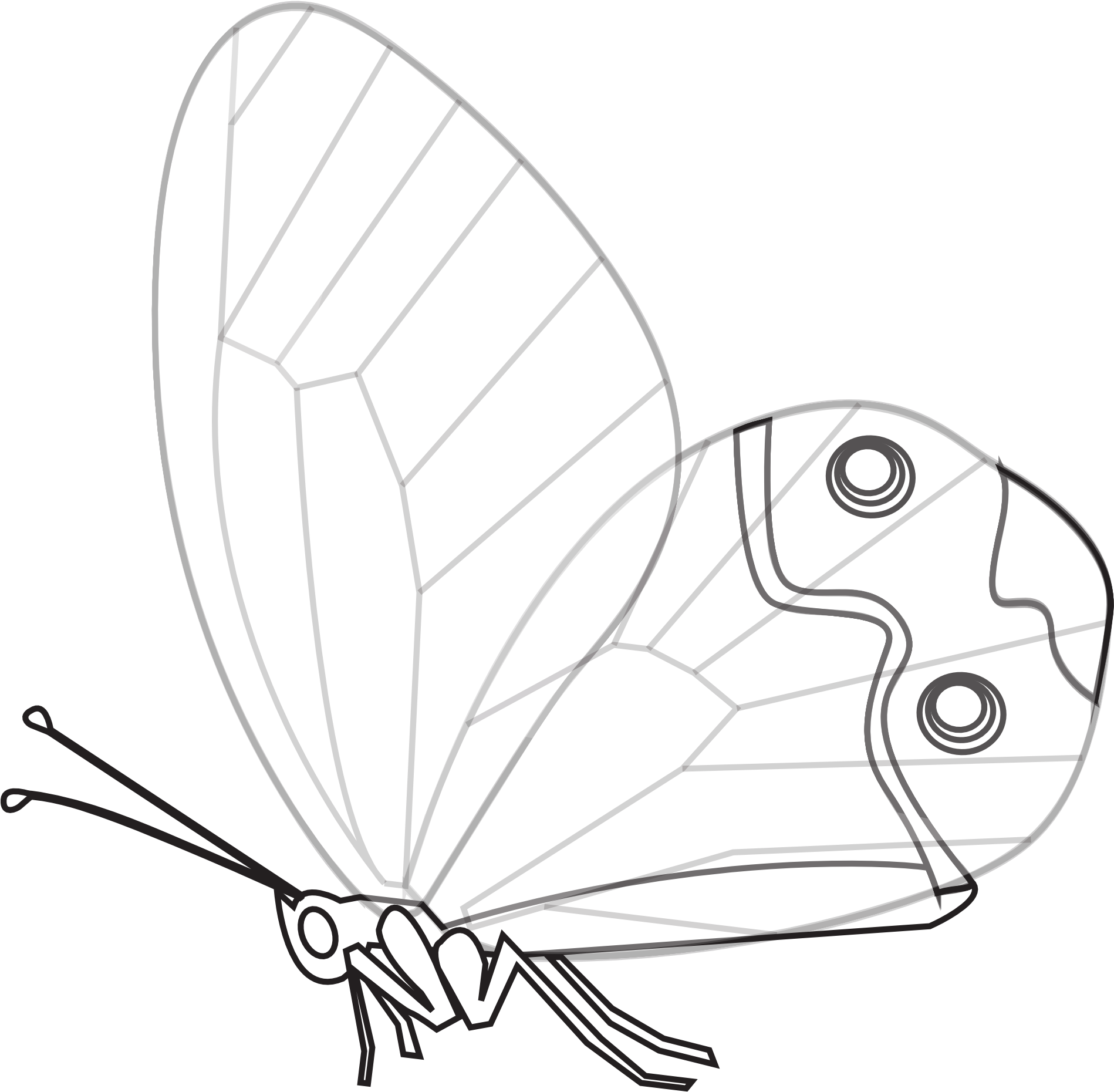 Monochrome Butterfly Illustration PNG Image