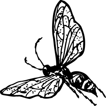 Monochrome Butterfly Illustration PNG Image