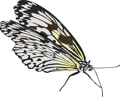 Monochrome Butterfly Illustration PNG Image