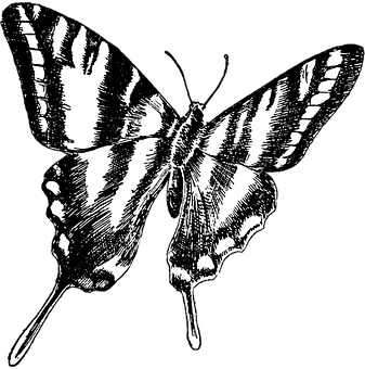 Monochrome Butterfly Illustration PNG Image