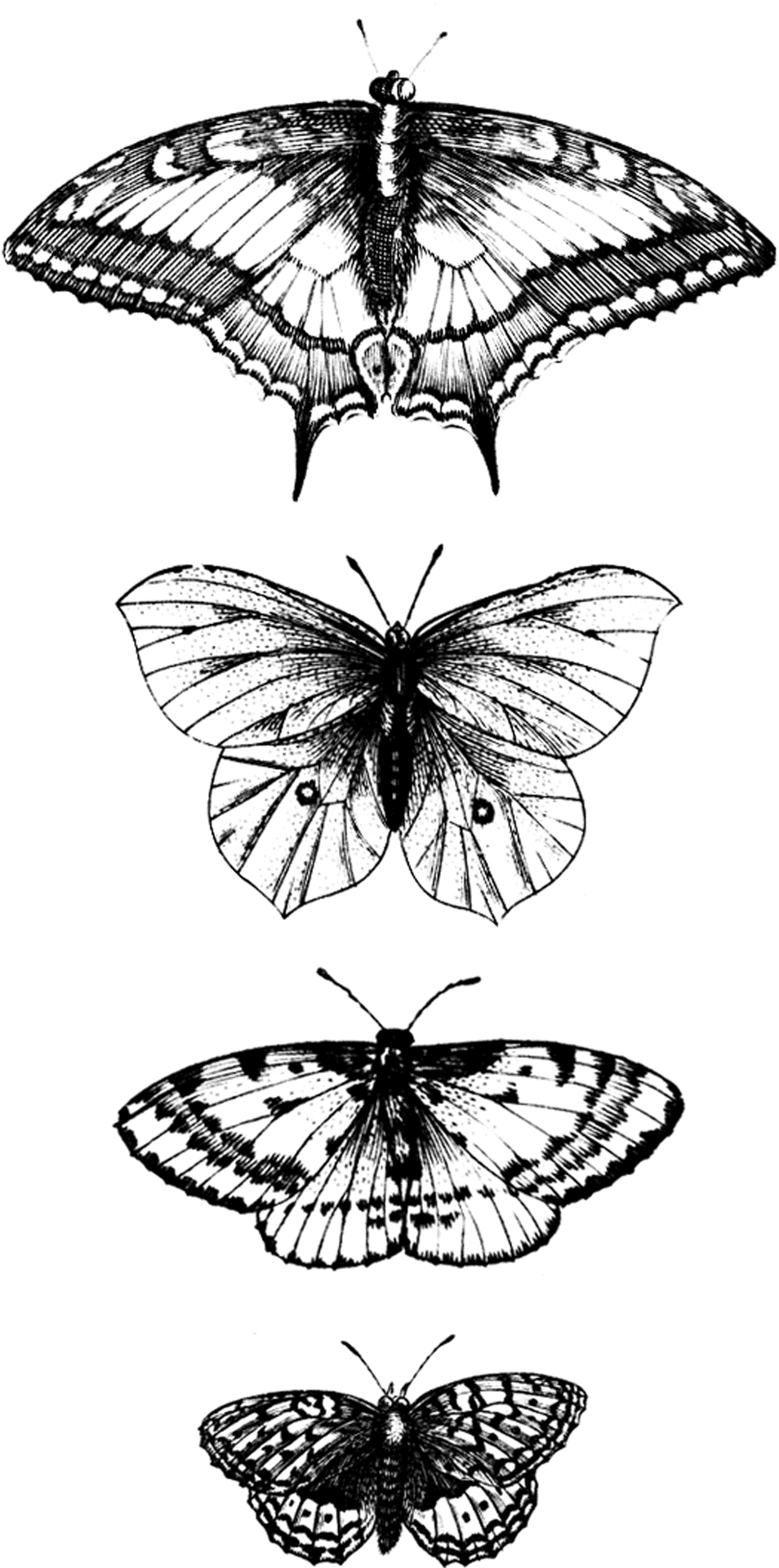 Monochrome Butterfly Illustrations PNG Image