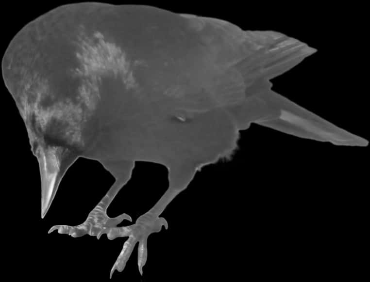 Monochrome Crow Xray Effect PNG Image