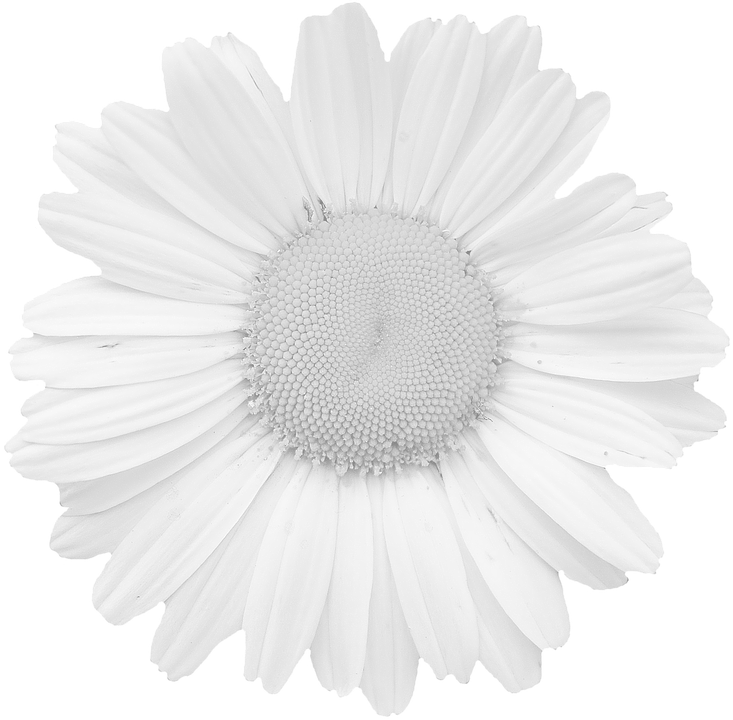 Monochrome Daisy Flower Closeup PNG Image