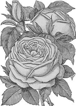 Monochrome_ Rose_ Sketch_ Artwork PNG Image