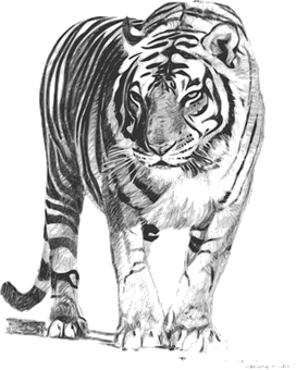 Monochrome Tiger Art PNG Image