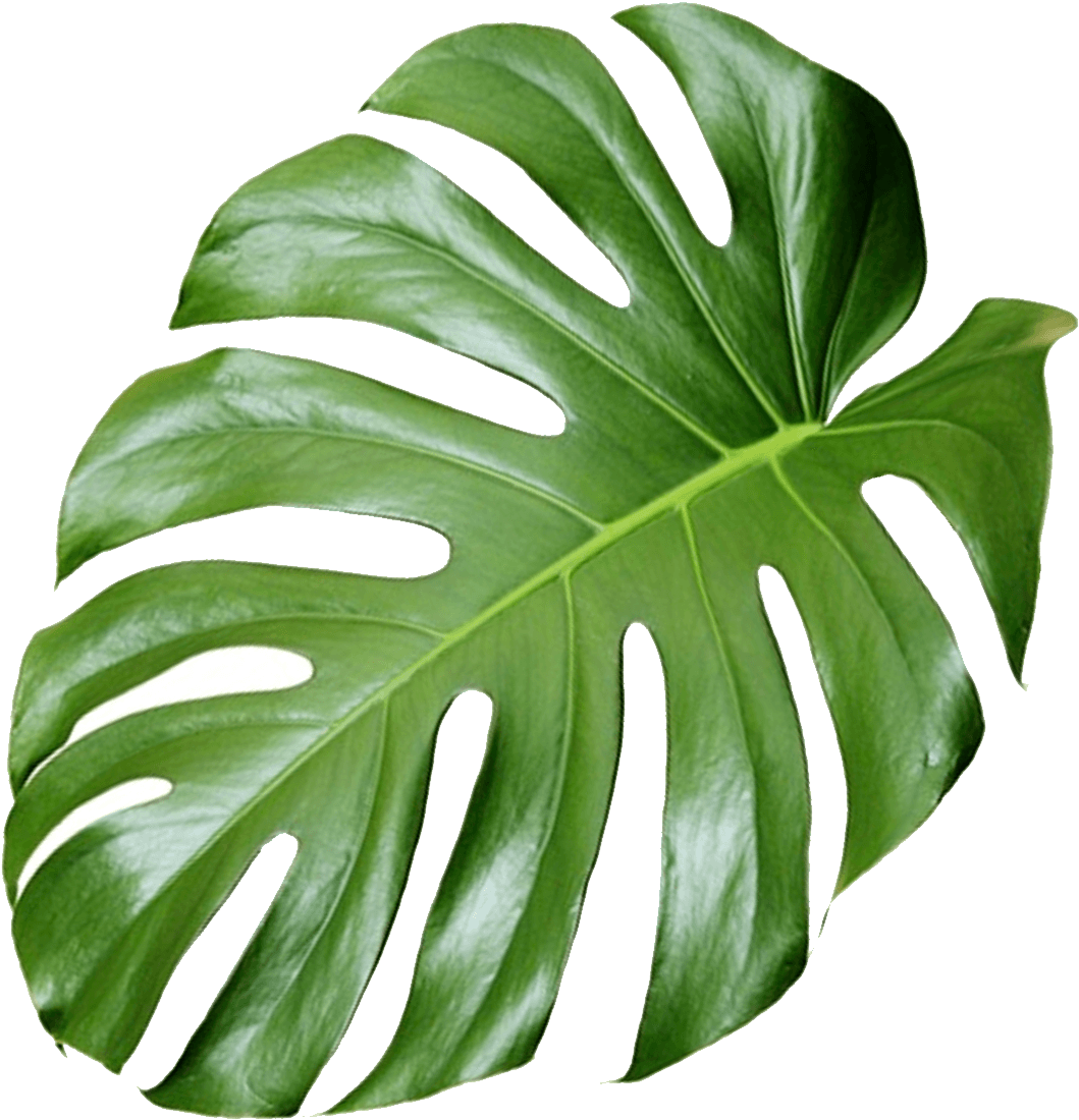 Monstera Deliciosa Leaf Isolated PNG Image