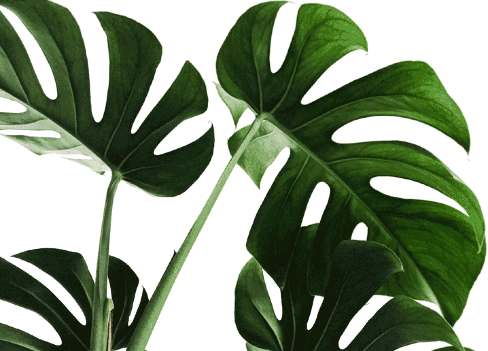 Monstera Deliciosa Leaves Transparent Background PNG Image