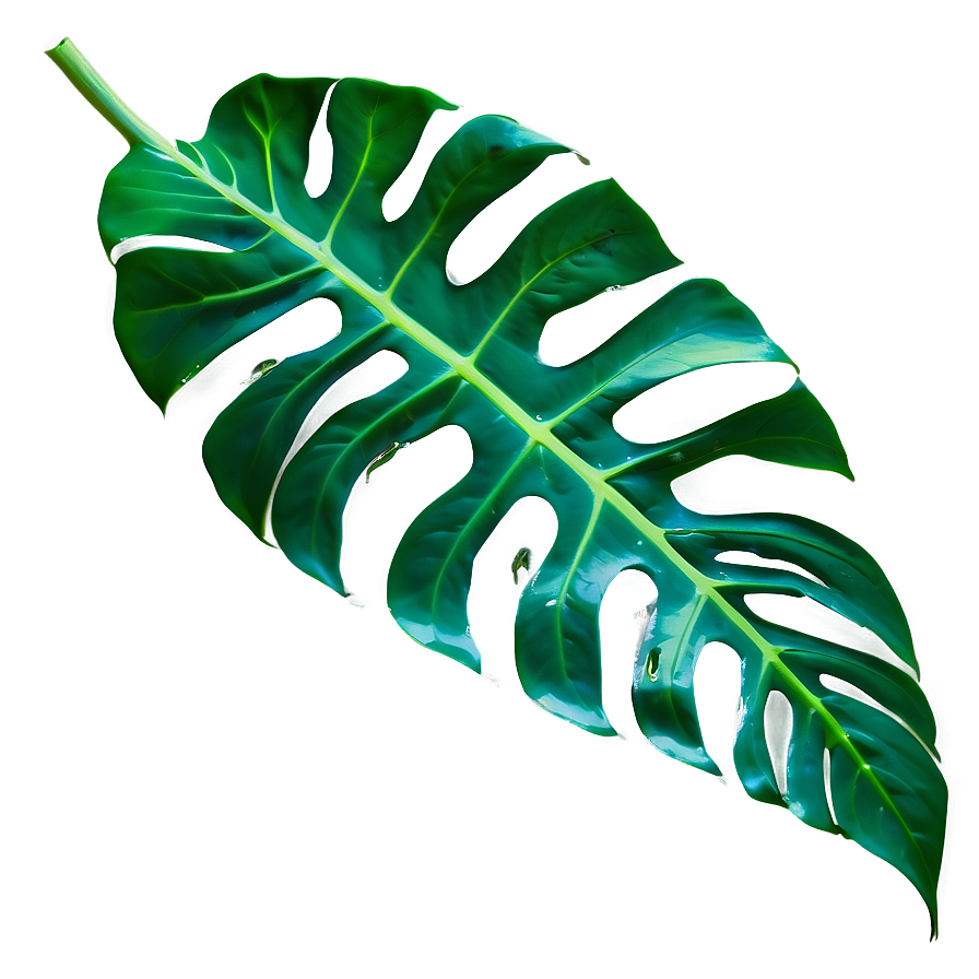 Monstera Leaf Vein Details Png Kfj66 PNG Image