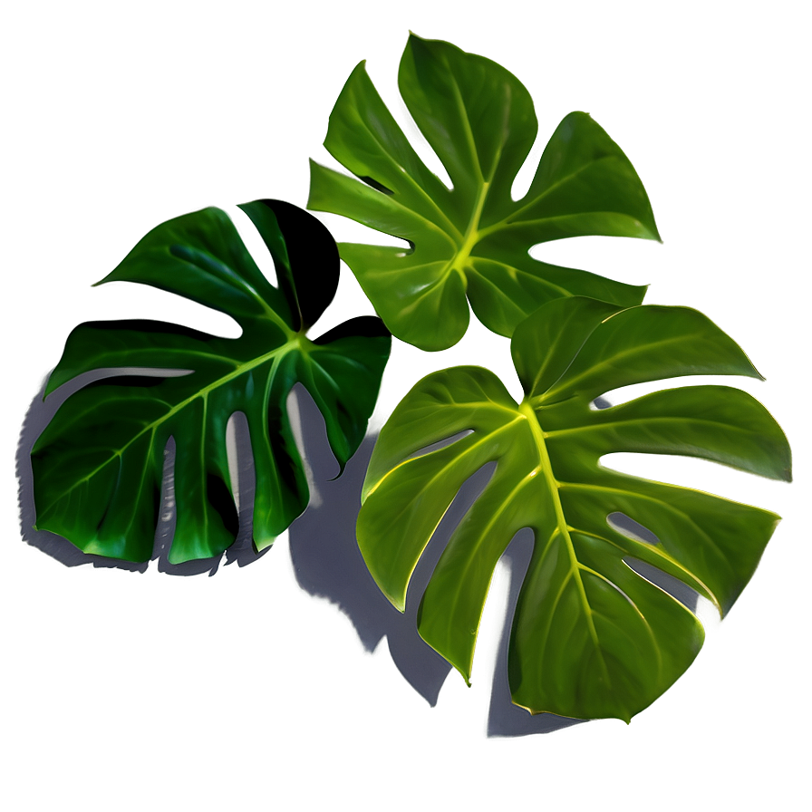 Monstera Leaf With Shadow Png Rli70 PNG Image