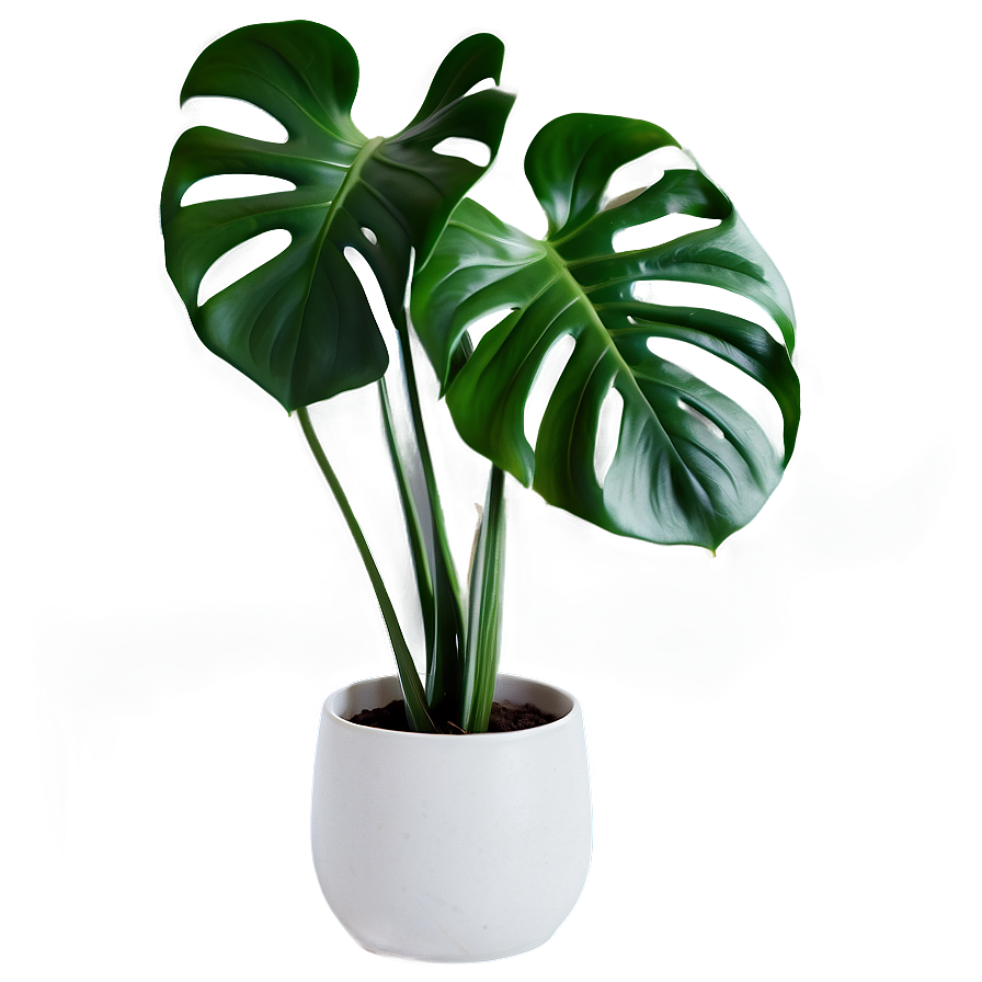 Monstera Plant In Living Room Png Vis PNG Image