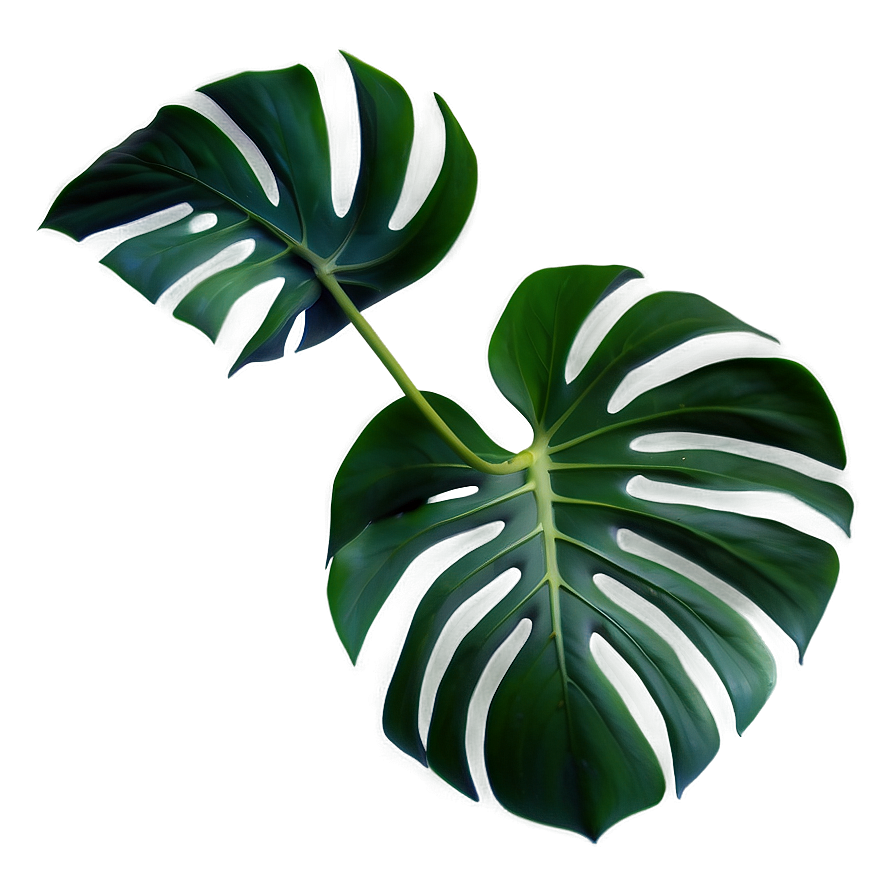 Monstera Plant Leaf Png 47 PNG Image