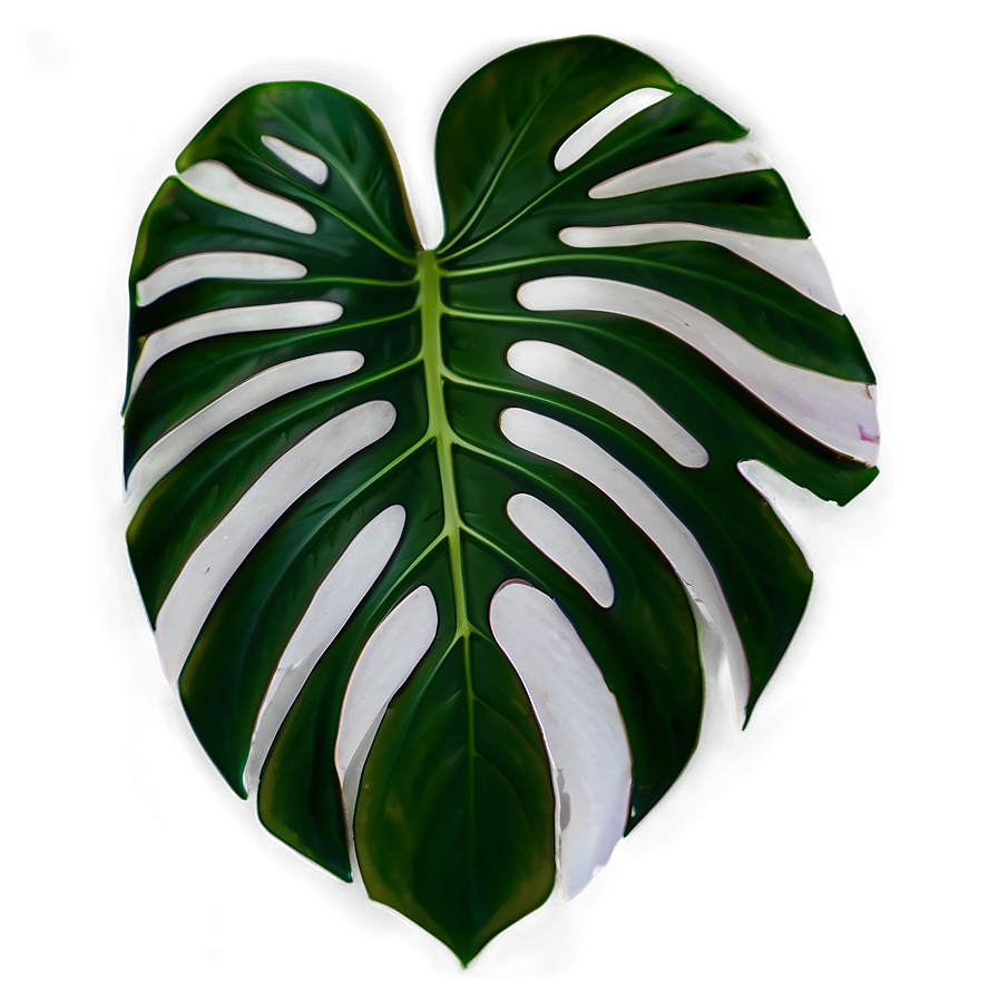 Monstera Plant Leaf Png Thk PNG Image