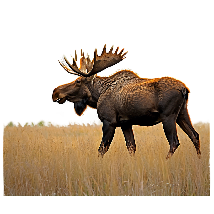 Moose Grazing Scenery Png 90 PNG Image