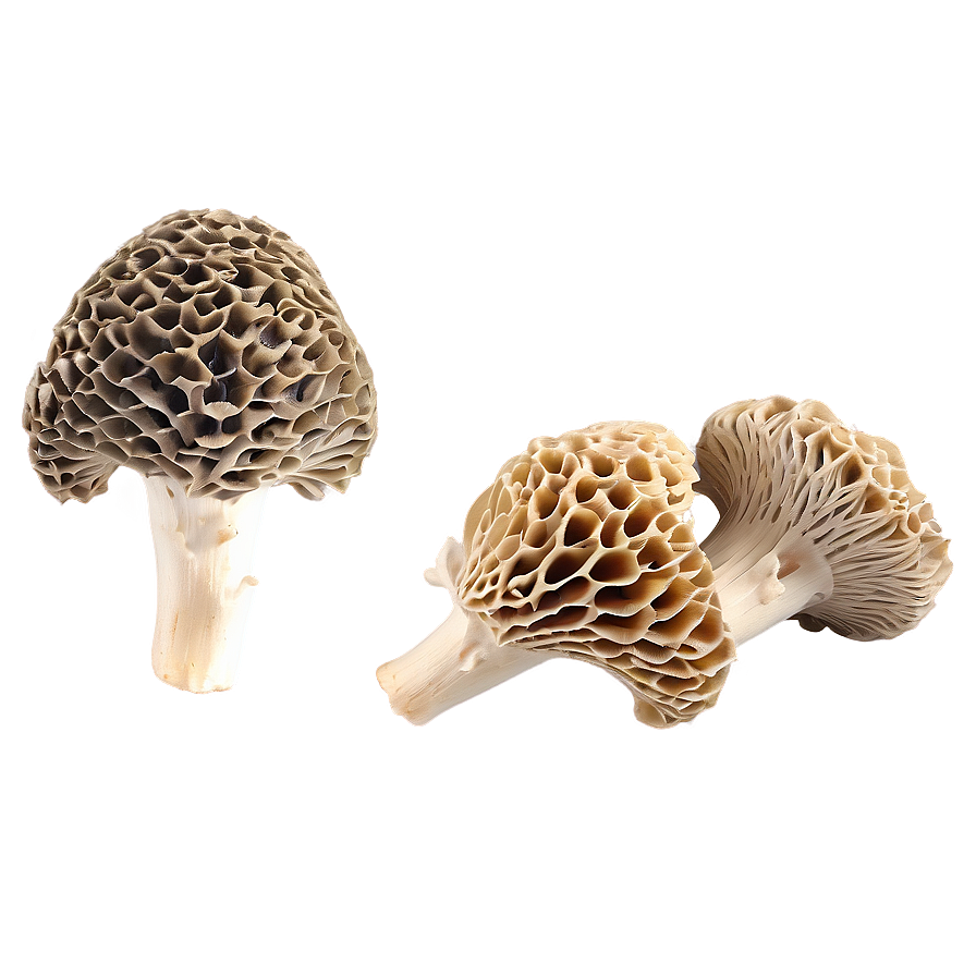 Morel Mushrooms Png Fth PNG Image