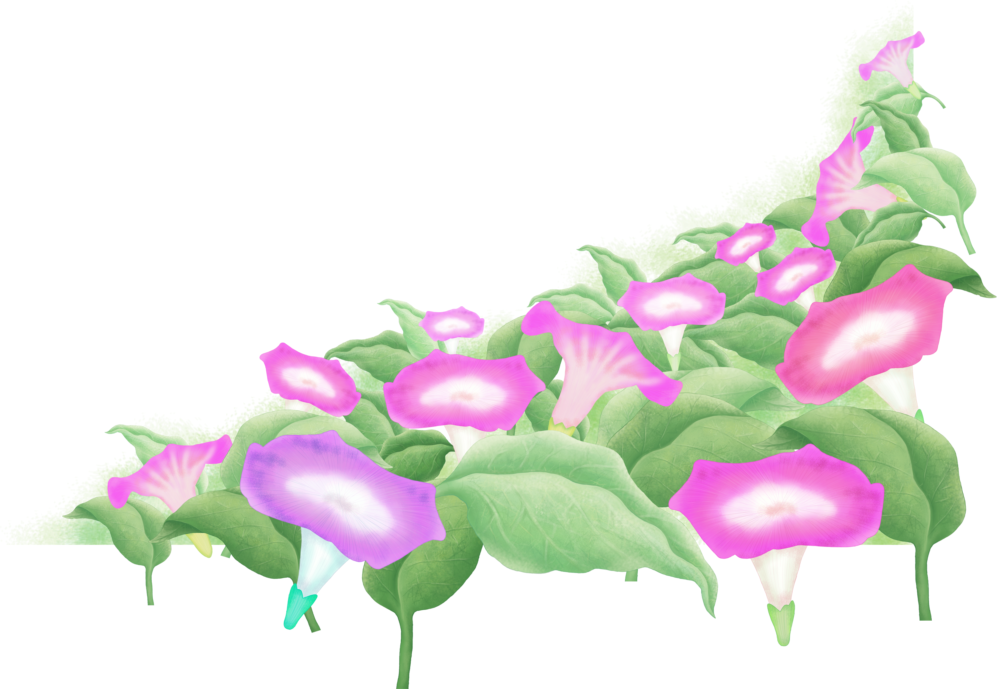 Morning Glory Flowers Transparent Background PNG Image