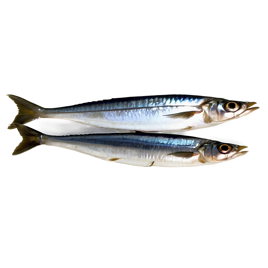 Moroccan Sardines Png 06252024 PNG Image