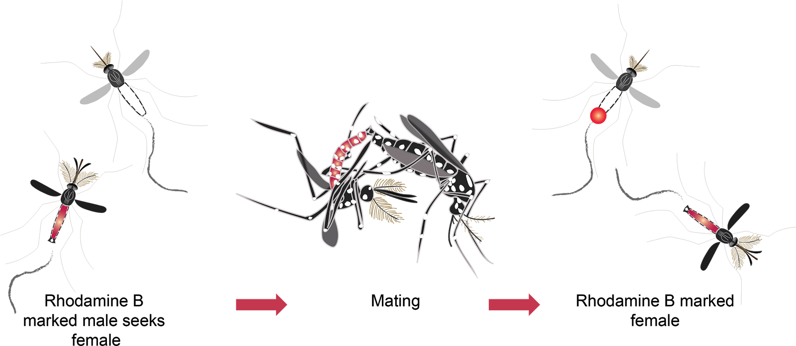 Mosquito Mating Behavior Illustration PNG Image