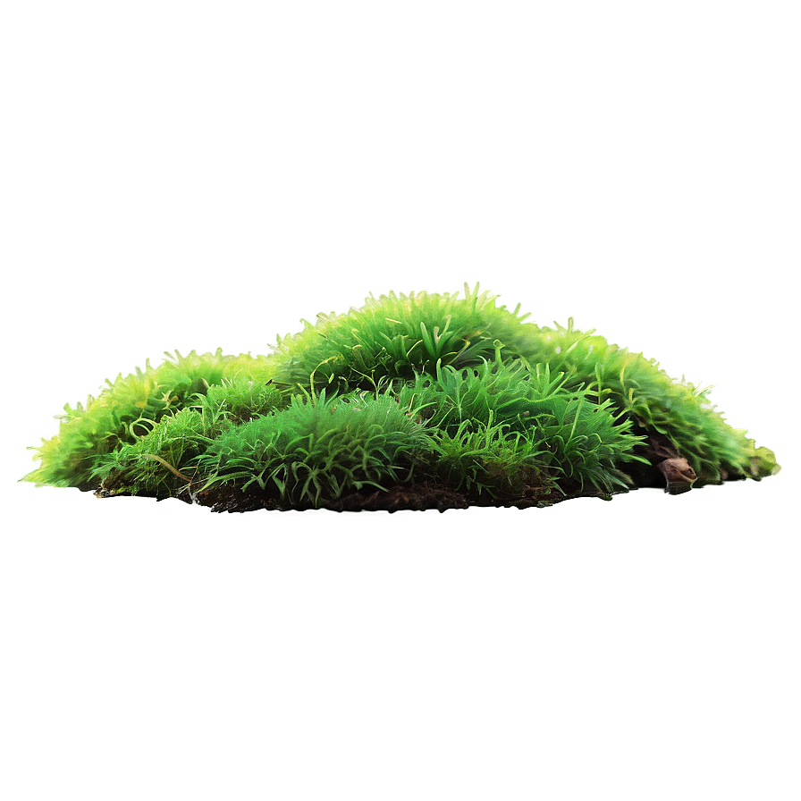 Moss Plants Png Ory78 PNG Image