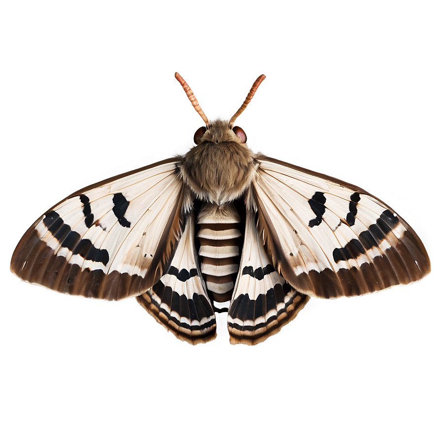 Moth Camouflage Png Okq29 PNG Image