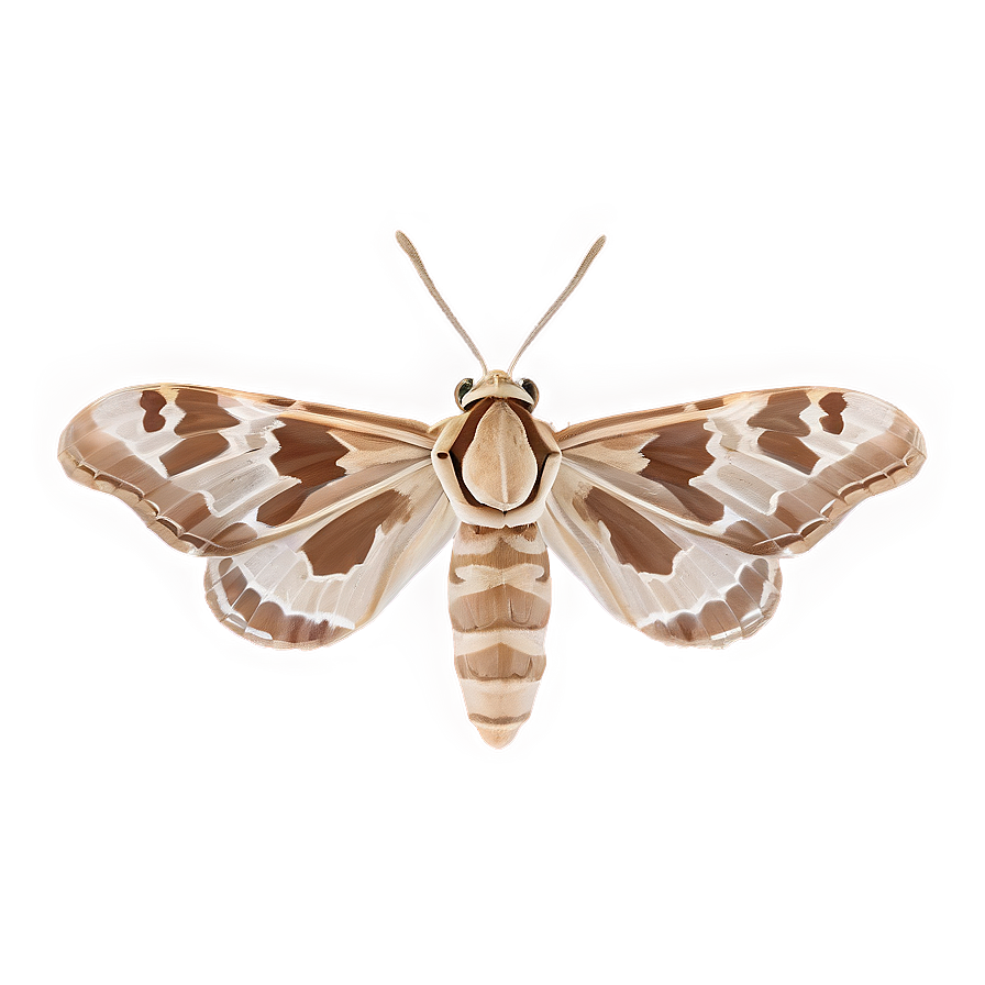 Moth Camouflage Png Vmf49 PNG Image