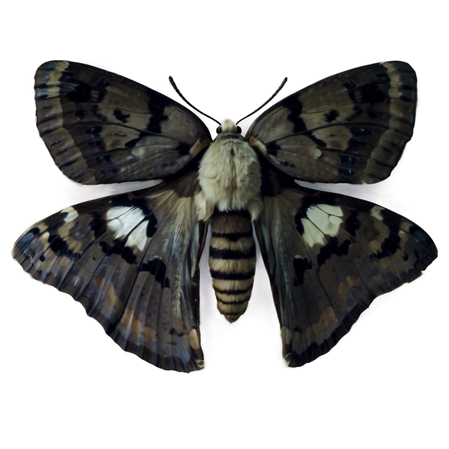 Moth Close-up Png 64 PNG Image