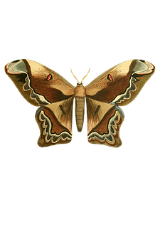 Moth Specimen Black Background PNG Image