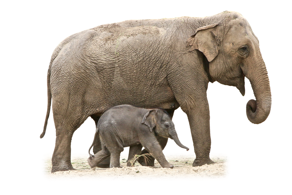 Mother_and_ Baby_ Elephant_ Walking PNG Image