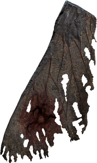 Mothman Wing Closeup PNG Image