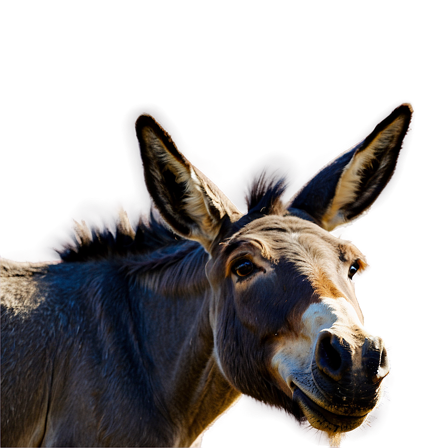 Mule And Donkey Comparison Png Uoc PNG Image