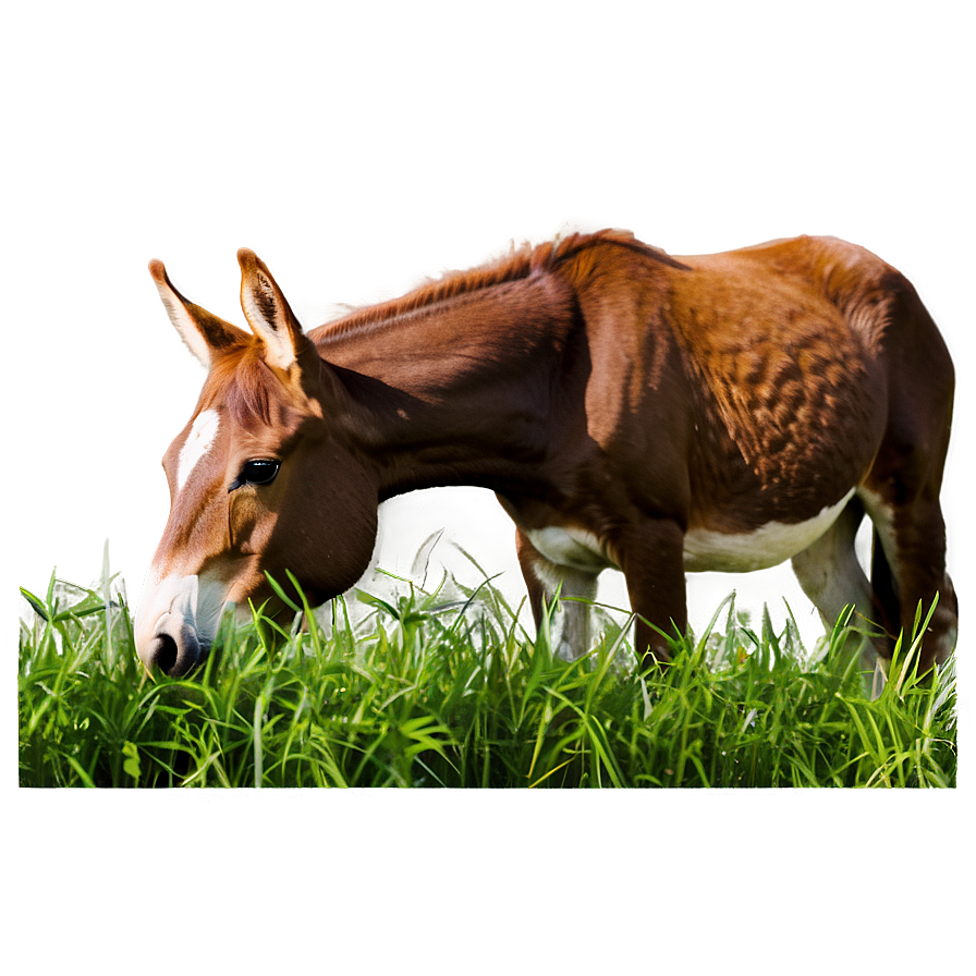 Mule Eating Grass Png Tyn PNG Image