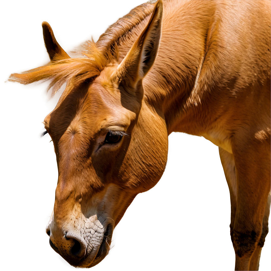 Mule Grazing Peacefully Png Cit45 PNG Image