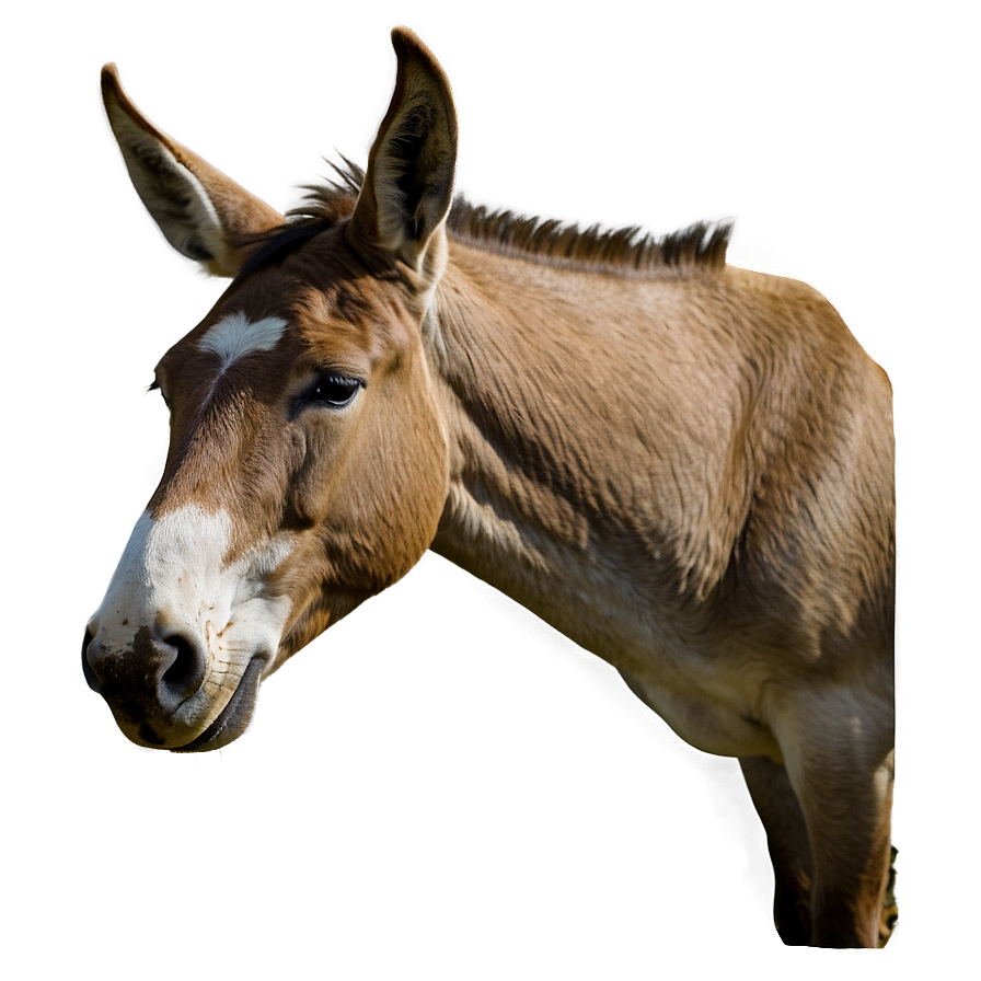 Mule In Field Png 5 PNG Image