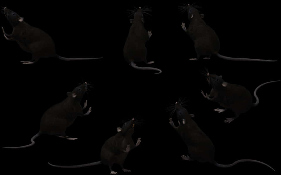 Multiple Ratsin Darkness PNG Image