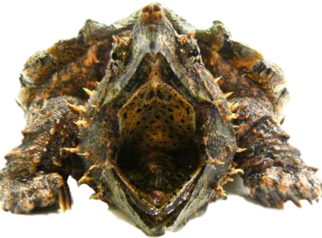 Murex Shell Close Up PNG Image