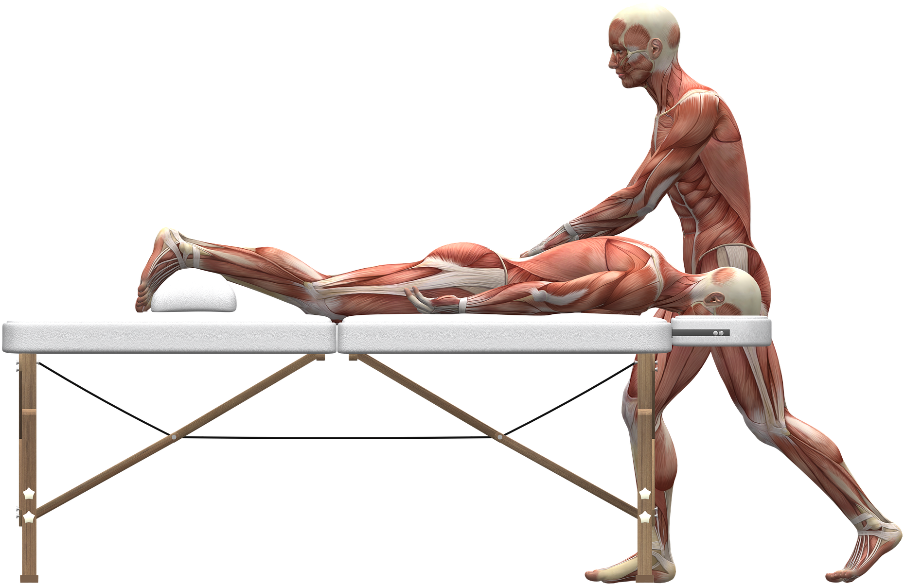 Muscular_ Anatomy_ During_ Massage PNG Image